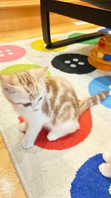 Scottish Straight TICA- CCA - lignée de champions - Photo 4