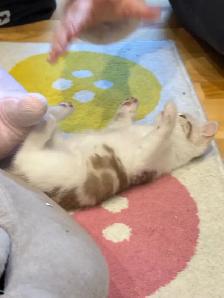 Scottish Straight TICA- CCA - lignée de champions - Photo 5