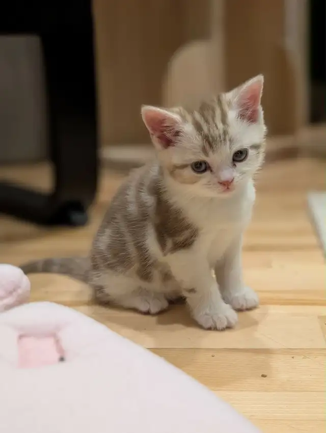 Scottish Straight TICA- CCA - lignée de champions - Photo 6