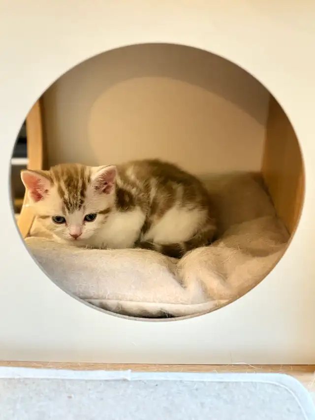 Scottish Straight TICA- CCA - lignée de champions - Photo 7