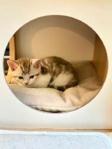 Scottish Straight TICA- CCA - lignée de champions - Photo 7