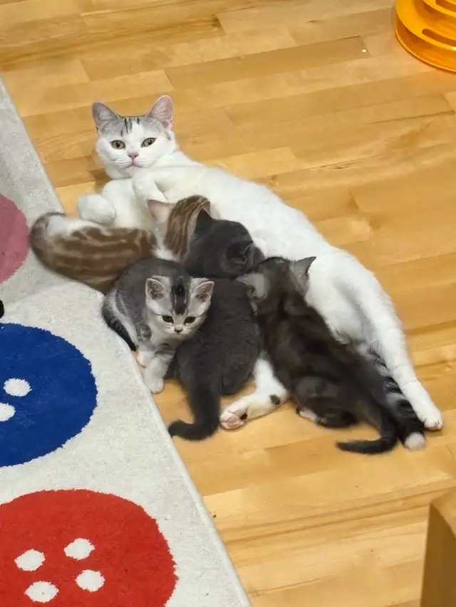 Scottish Straight TICA- CCA - lignée de champions - Photo 9