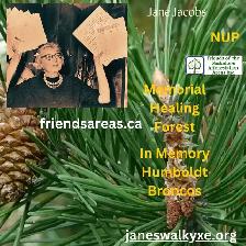 Forest, Memory, and the City We Choose to Build - Photo 5