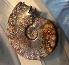 Fossils! - Photo 2