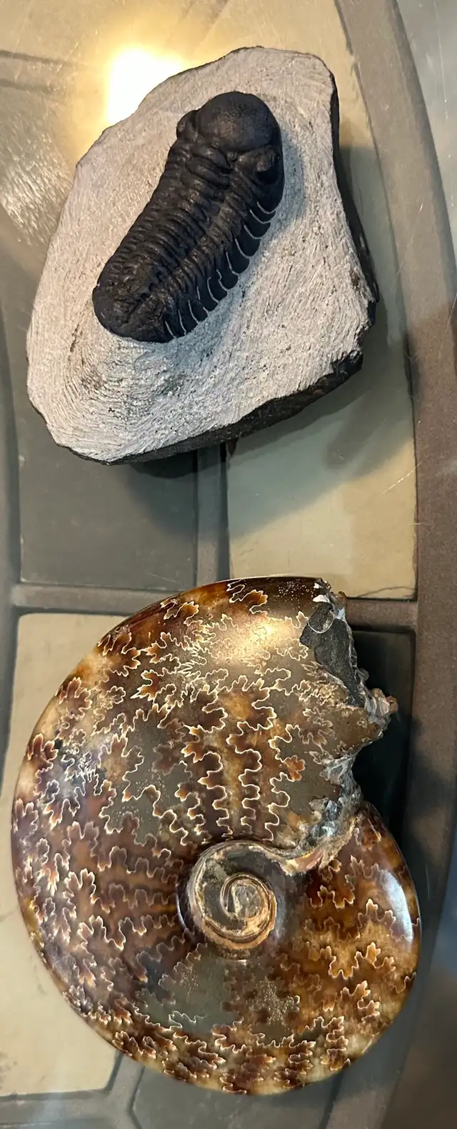 Fossils! - Photo 3