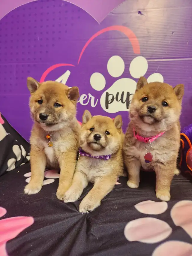 Pure Shiba Inu puppies japanese bloodlines parents are CKC