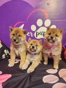 Pure Shiba Inu puppies japanese bloodlines parents are CKC