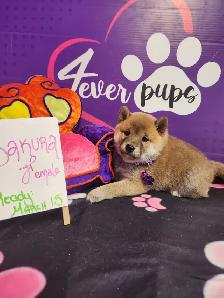 Pure Shiba Inu puppies japanese bloodlines parents are CKC - Photo 2