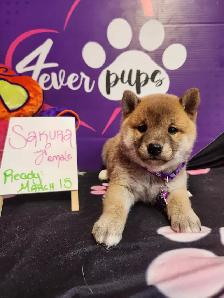 Pure Shiba Inu puppies japanese bloodlines parents are CKC - Photo 3