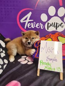 Pure Shiba Inu puppies japanese bloodlines parents are CKC - Photo 4