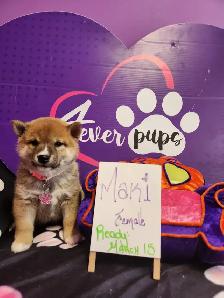 Pure Shiba Inu puppies japanese bloodlines parents are CKC - Photo 5