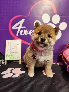 Pure Shiba Inu puppies japanese bloodlines parents are CKC - Photo 6