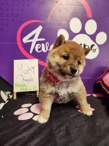 Pure Shiba Inu puppies japanese bloodlines parents are CKC - Photo 7