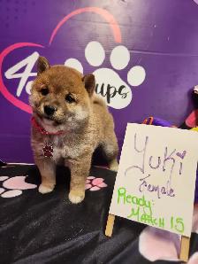 Pure Shiba Inu puppies japanese bloodlines parents are CKC - Photo 8