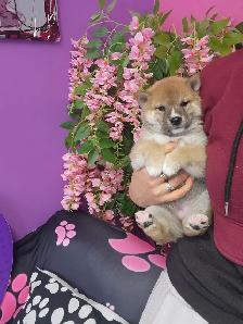 Pure Shiba Inu puppies japanese bloodlines parents are CKC - Photo 10