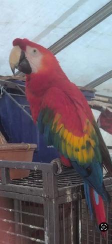 A large Avery for sale of tropical birds