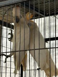 A large Avery for sale of tropical birds - Photo 7