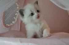 Chatons Ragdoll femelles et mâles - Photo 3