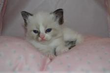 Chatons Ragdoll femelles et mâles - Photo 5