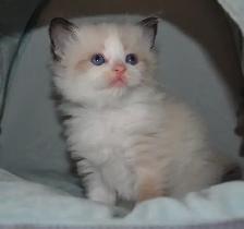 Chatons Ragdoll femelles et mâles - Photo 7