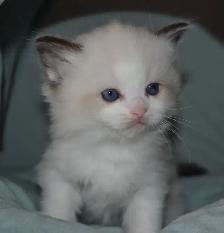 Chatons Ragdoll femelles et mâles - Photo 10