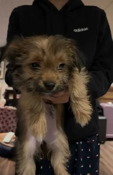 chiot shorkie - Photo 2