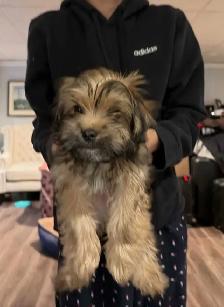 chiot shorkie - Photo 3