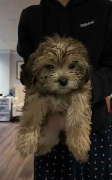 chiot shorkie - Photo 4