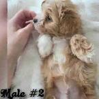 Adorable Maltese/ Poodle Puppies