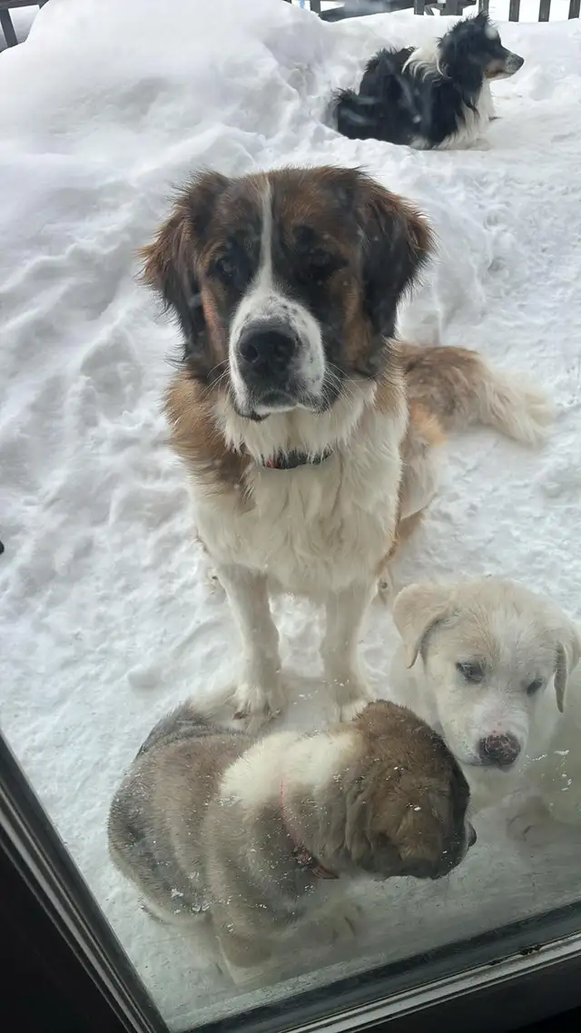 St. Bernard cross puppies
