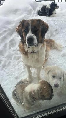 St. Bernard cross puppies