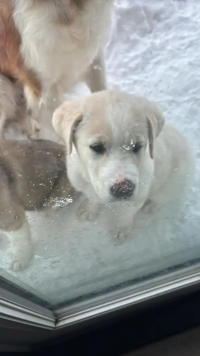 St. Bernard cross puppies - Photo 2