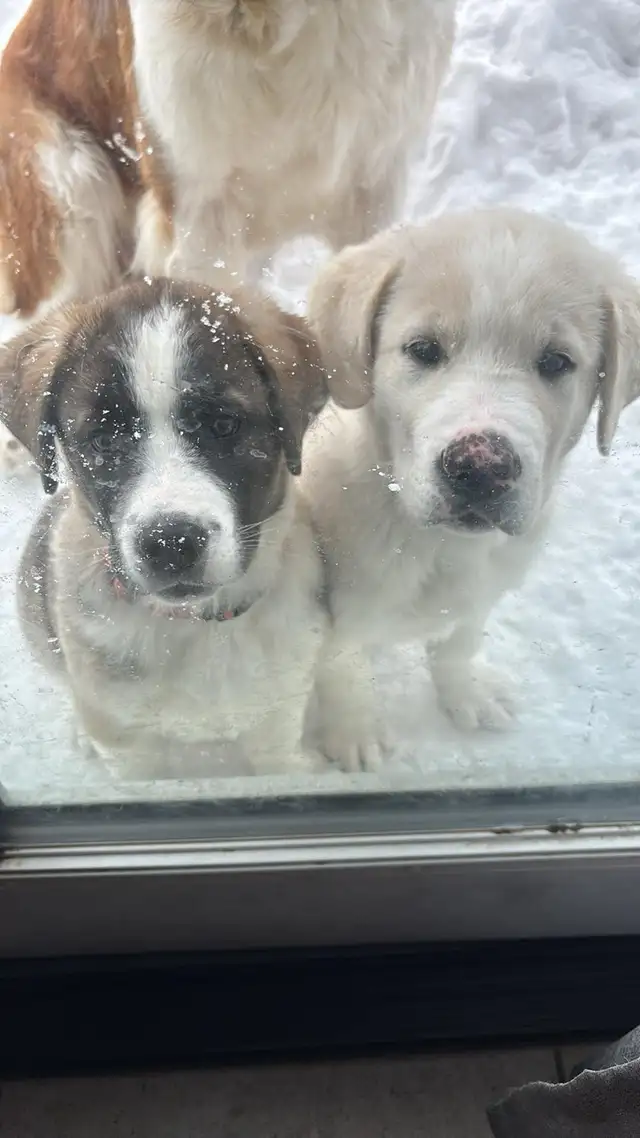 St. Bernard cross puppies - Photo 3