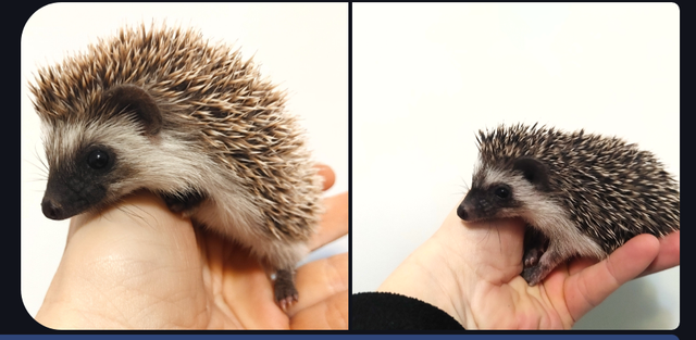 ♥♥270 GIRL hedgehogs!Delivery habitats inclusions. Text