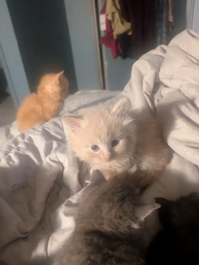 Gorgeous flame point Himalayan kittens