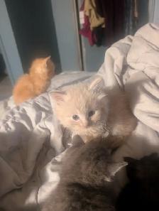 Gorgeous flame point Himalayan kittens
