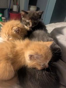 Gorgeous flame point Himalayan kittens - Photo 2