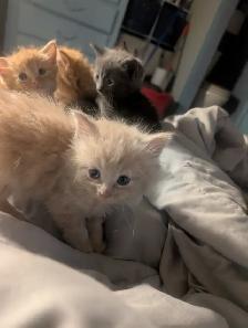 Gorgeous flame point Himalayan kittens - Photo 3