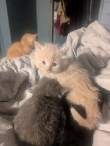 Gorgeous flame point Himalayan kittens - Photo 4
