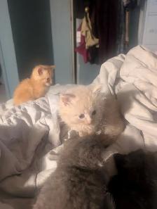 Gorgeous flame point Himalayan kittens - Photo 5