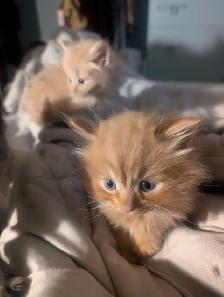 Gorgeous flame point Himalayan kittens - Photo 6
