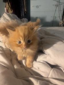 Gorgeous flame point Himalayan kittens - Photo 7