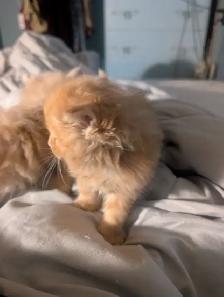 Gorgeous flame point Himalayan kittens - Photo 8