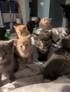 Gorgeous flame point Himalayan kittens - Photo 9