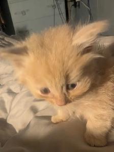 Gorgeous flame point Himalayan kittens - Photo 10