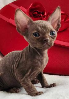 Devon-Rex