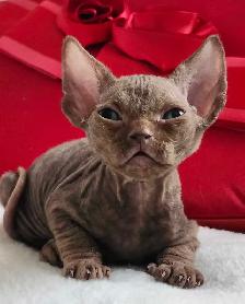 Devon-Rex - Photo 2