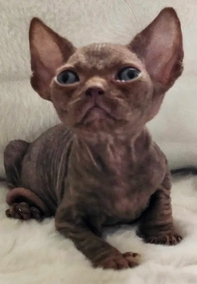 Devon-Rex - Photo 7