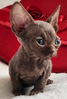 Devon-Rex - Photo 8