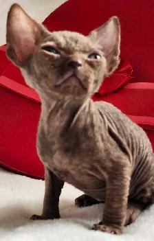 Devon-Rex - Photo 9